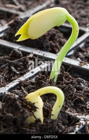 Recently germinated French bean seedlings emerging from the compost ...