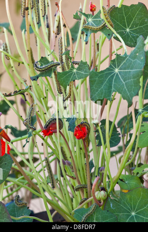 Cabbage White butterfly caterpillars eating a nasturtium plant Stock Photo