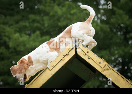 Beagle in agility competition Stock Photo - Alamy