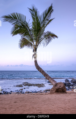 Palm tree at sunset at Paia Beach on the beautiful Hawaiian Island of Maui Stock Photo