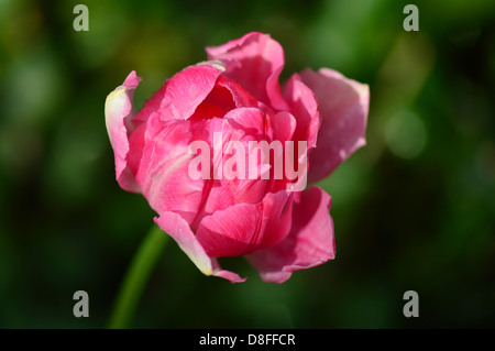 A Single Pink Tulip ' Peach Blossom' photographed in the sunshine, a close up with restricted shallow depth of field in Stafford Stock Photo