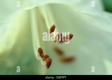 A very shallow depth of field close up of a single white tulip in Spring in England, UK Stock Photo