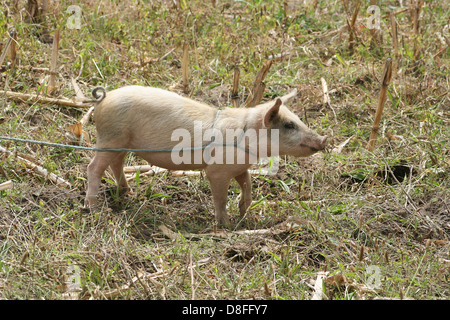 A free range pig in a farmers field in Cotacachi, Ecuador Stock Photo