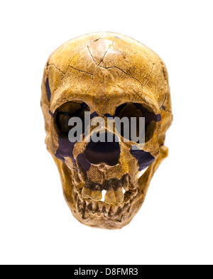 Fossil skull of Homo Neanderthalensis Stock Photo