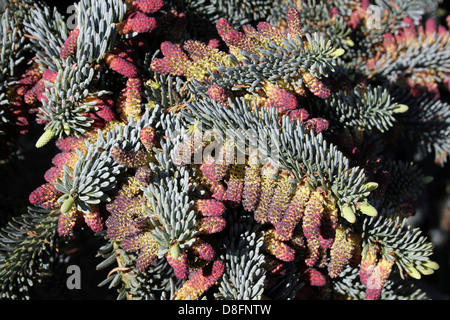 Young Cones On A Noble Fir Abies procerra glauca Stock Photo