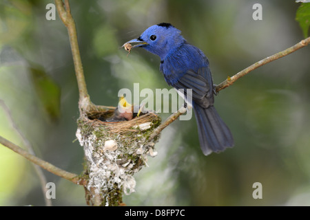 beautiful male black-nape monarch (Hypothymis azurea) protecting his youngs Stock Photo