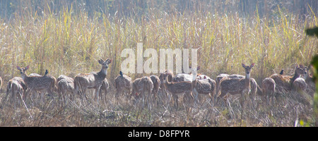 A herd of grazing Spotted Deer (Axis axis), also known as Chital, in Bardia National Park, Nepal Stock Photo