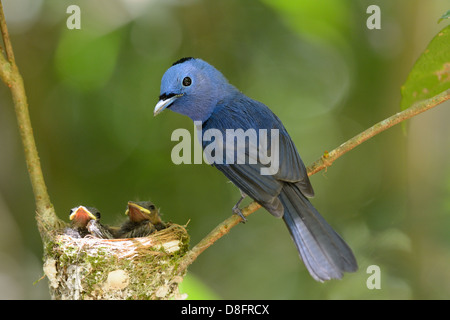 beautiful male black-nape monarch (Hypothymis azurea) protecting his youngs Stock Photo