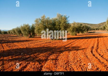 Olive grove. Los Yebenes, Toledo province, Castilla La Mancha, Spain. Stock Photo