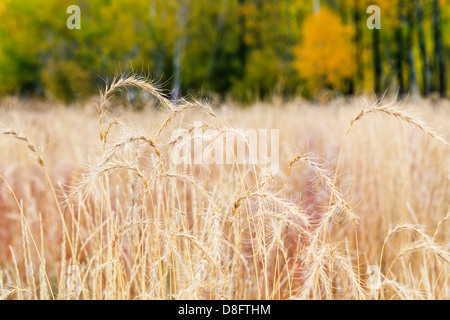 Reclaimed tall grass prairie, Assiniboine Forest, Winnipeg, Manitoba, Canada Stock Photo