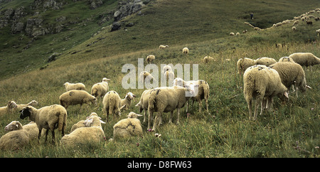 Sheep on the Bistra mountain from Macedonia Stock Photo