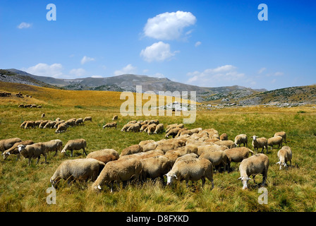 Sheep on the Bistra mountain from Macedonia Stock Photo
