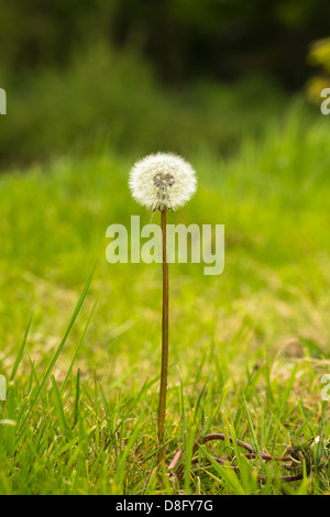 Dandelion Seed Head Stock Photo