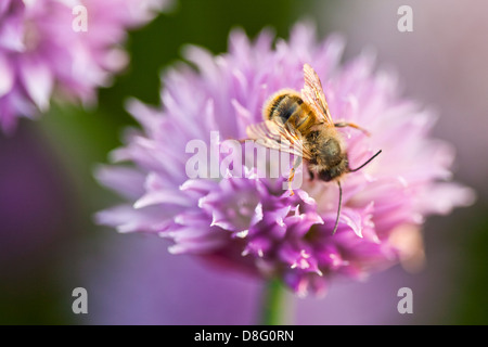 A bee on a chive flower Stock Photo