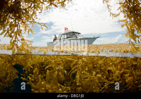 Split shot of sargassum at surface and dive boat near Key Largo, Florida Stock Photo