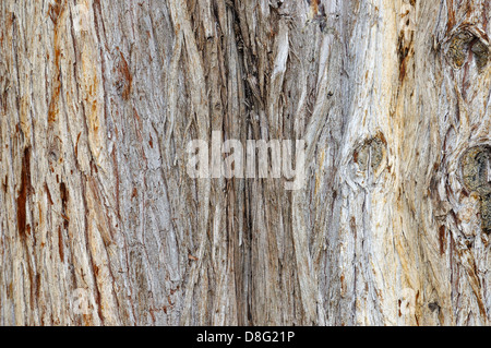 Old cypress bark Stock Photo