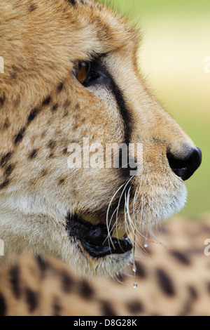 Portrait of female Cheetah(Acinonyx jubatus).South Africa Stock Photo