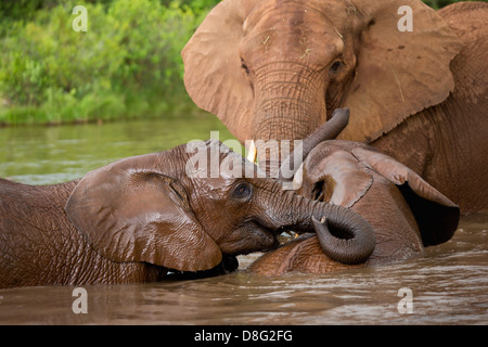 African elephant (Loxodonta africana)Mother and young calves having a swim.South Africa Stock Photo