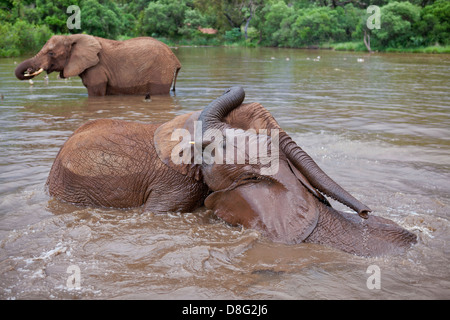 African elephant (Loxodonta africana)Young calves playing in water.South Africa Stock Photo