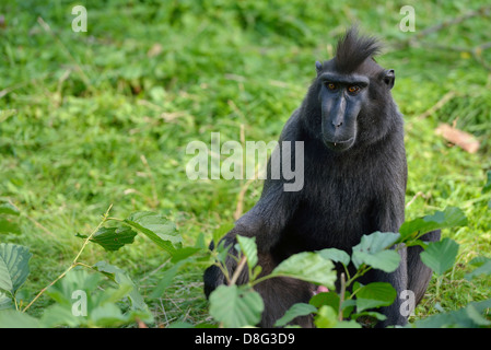 Celebes crested macaque Stock Photo