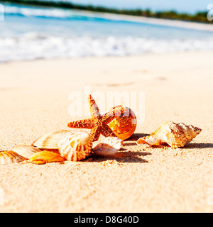 sea shells with sand as background Stock Photo