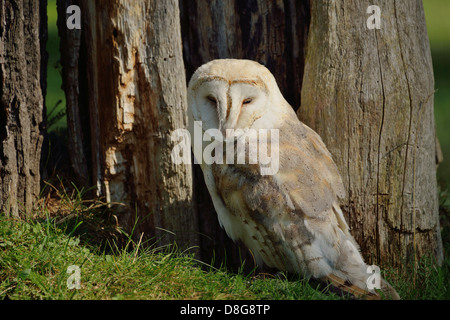 common barn owl Stock Photo