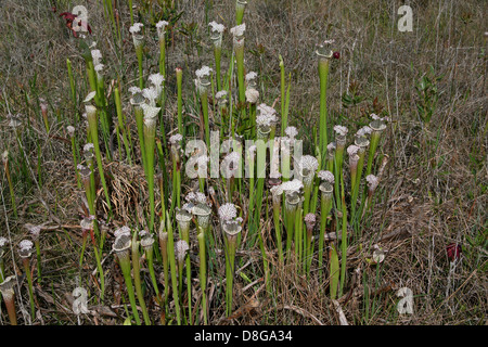 Carnivorous White-topped Pitcher Plants in Seepage bog Sarracenia leucophylla Florida USA Stock Photo