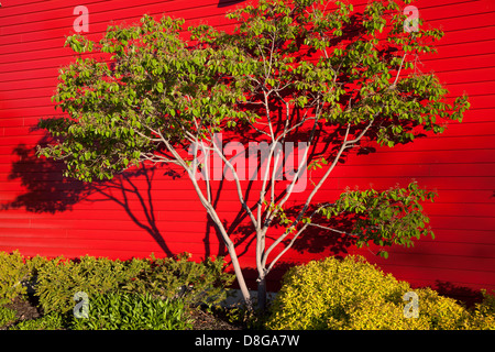 Tree and shadows of branches on red background early-morning light Stock Photo