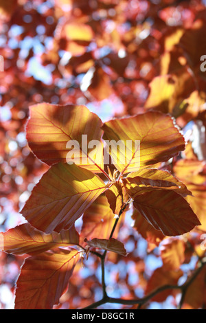 Copper beech leaves Stock Photo - Alamy