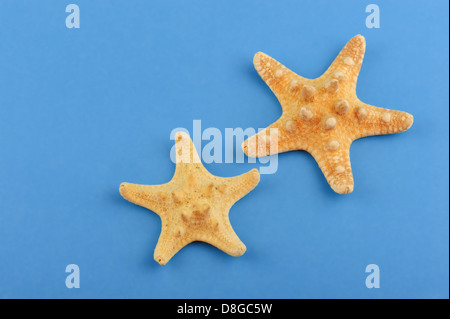 Two starfishes on a blue background Stock Photo