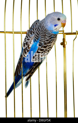 Parrot on a lattice cage Stock Photo