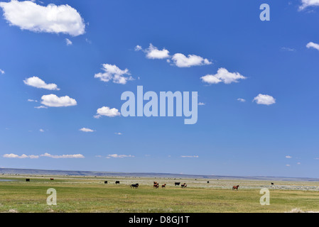 Cows and horses grazing on the Duck Valley Indian Reservation in Idaho.