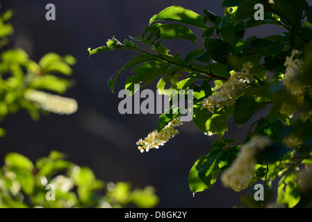 Western chokecherry in bloom, Jarbidge River Canyon, Idaho.. Stock Photo