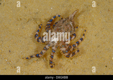 Blue-lined octopus, Hapalochlaena fasciata, at Camp Cove, Watsons Bay, New South Wales, Australia. Stock Photo