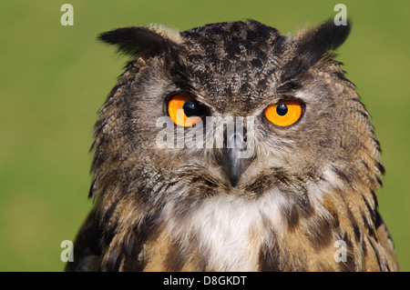 Eurasian Eagle-Owl Stock Photo