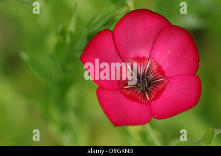 red flax Stock Photo