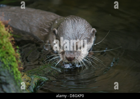 clawed otter Stock Photo