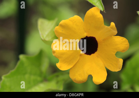 black-eyed susan vine Stock Photo