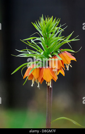 Crown imperial Stock Photo