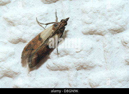 Indianmeal Moth Stock Photo