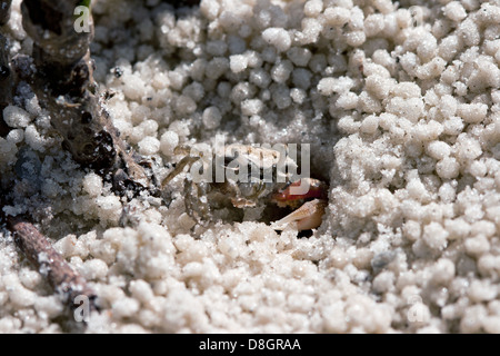 red-jointed Fiddler Crab Stock Photo