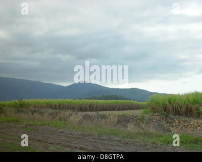 Large fields of sugar cane, Sugarcane production in the sugar industry ...