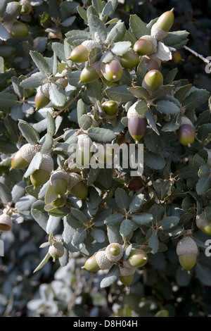 Leaves and acorns of Holm Oak or Holly Oak (Quercus ilex), Fagaceae ...