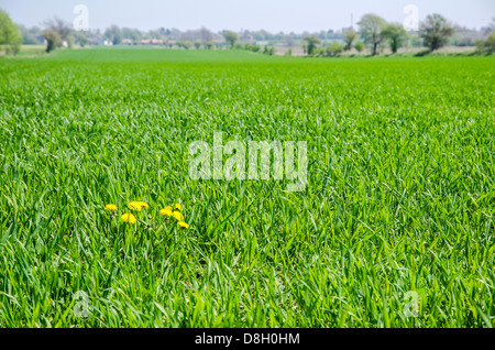 Dandelion as weed in a farmers field at the island Oland in Sweden. Stock Photo