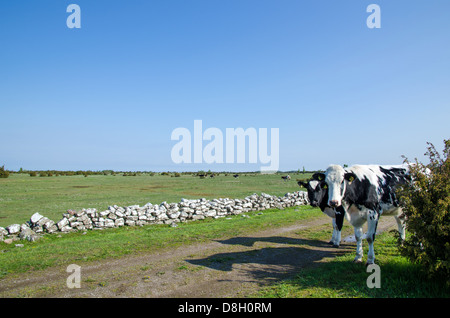 Two black and white young cows are watching at the photographer. From the island Oland in Sweden. Stock Photo