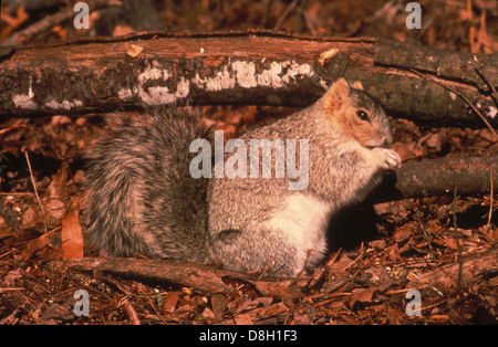 The Delmarva Peninsula fox squirrel (Sciurus niger cinereus) is a subspecies of the fox squirrel, native to the Delmarva Peninsula. It is known for its large size, gray fur, and is considered an endangered species. Stock Photo