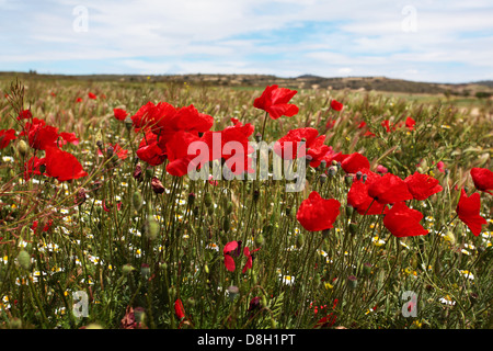 Red poppies and wild daises in a field Stock Photo