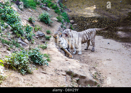 White tiger growling, Gwalior Zoo, Gwalior, Madhya Pradesh, India Stock Photo