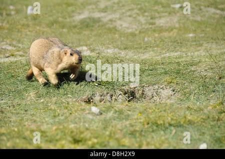 Himalayan marmot or Tibetan snow pig, Marmota himalayana Photographed in India, Jammu and Kashmir, Ladakh, Leh in August Stock Photo