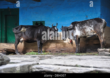 India, Himachal Pradesh, Tosh Valley Stock Photo